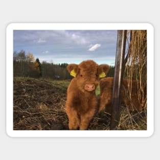 Scottish Highland Cattle Calf 1576 Sticker